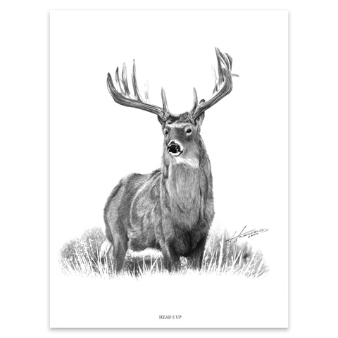 "HEADS UP" WHITETAIL PRINT